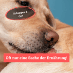 Balduins BeG Buddy Fell-Express – Zusatzfutter für Hunde, bei Hautirritationen oder stumpfem Fell – Bild 4